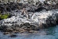 Penguins roost on the coast.Ecuado